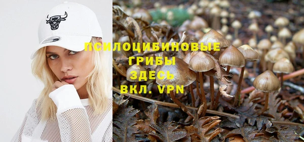 стаф Ельня